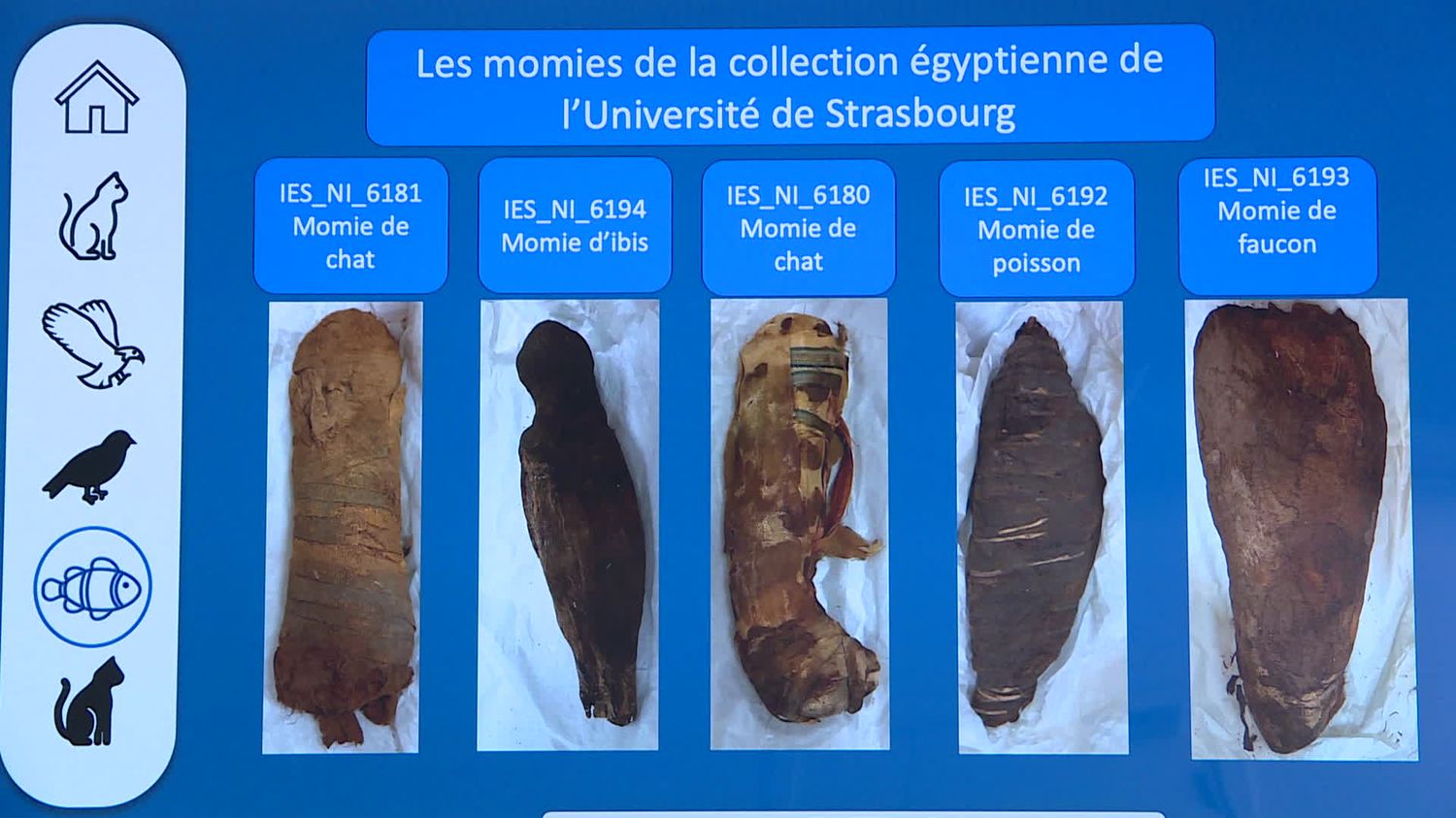 In Strasbourg, five Egyptian animal mummies reveal their secrets with the help of X-rays