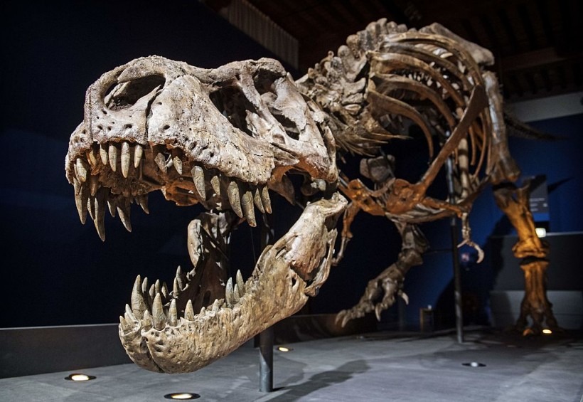 What you need to know after the discovery of a new species of tyrannosaurus
